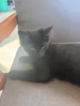 Formiga