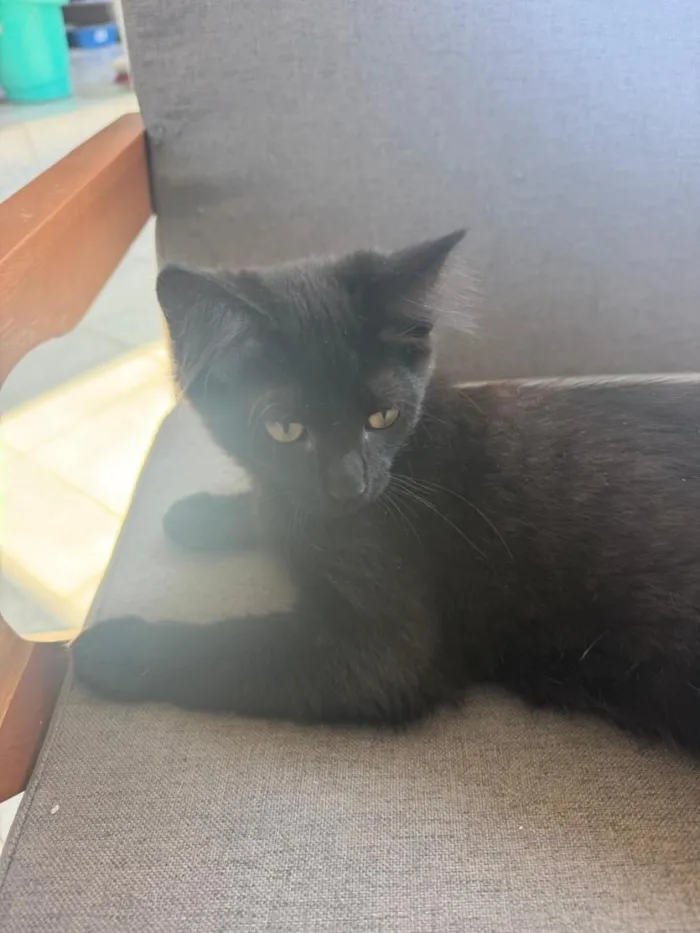Gato raça SRD-ViraLata idade 2 a 6 meses nome Formiga