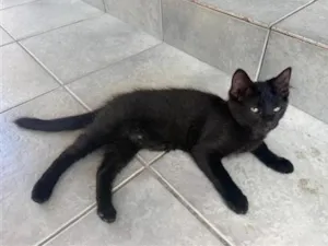 Gato raça SRD-ViraLata idade 2 a 6 meses nome Formiga
