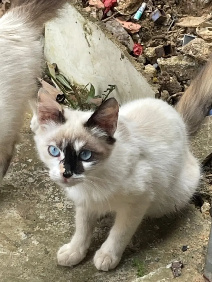 Gato raça Siamês idade 2 a 6 meses nome N tem, é da rua 
