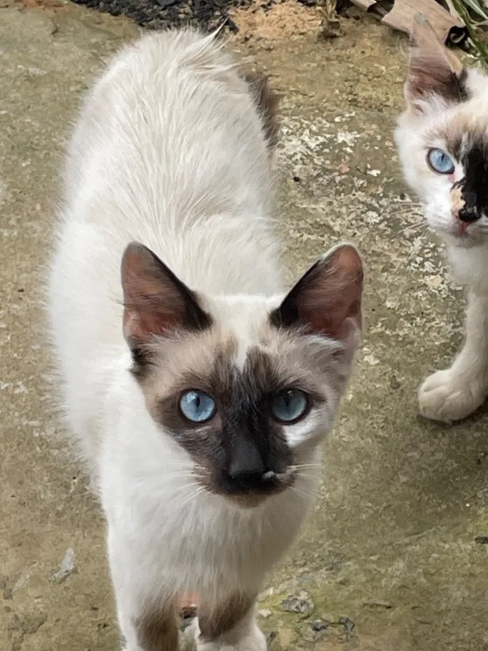 Gato raça Siamês idade 2 a 6 meses nome N tem, é da rua 