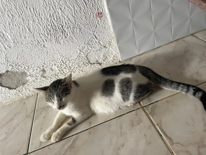 Gato raça Siamês idade 2 a 6 meses nome N tem, é da rua 