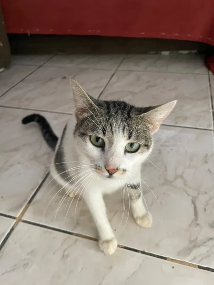 Gato raça Siamês idade 2 a 6 meses nome N tem, é da rua 