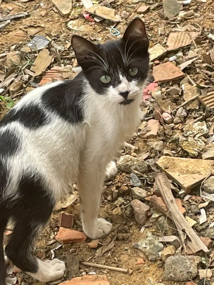 Gato raça Siamês idade 2 a 6 meses nome N tem, é da rua 