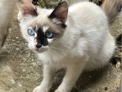 Gato raça Siamês idade 2 a 6 meses nome N tem, é da rua 
