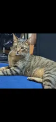 Frankie 
