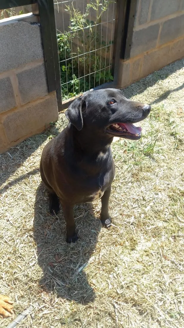 Cachorro raça SRD-ViraLata idade 6 ou mais anos nome Katrina