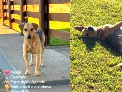 Cachorro raça SRD-ViraLata idade 2 anos nome Whisk