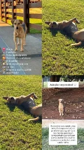Cachorro raça SRD-ViraLata idade 2 anos nome Whisk
