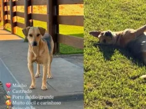 Cachorro raça SRD-ViraLata idade 2 anos nome Whisk
