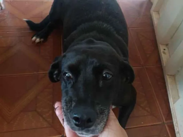 Cachorro raça SRD-ViraLata idade 6 ou mais anos nome Millu