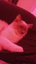 Lua
