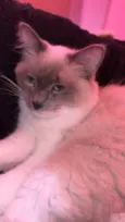 Lua