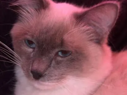 Gato raça Siamês idade 7 a 11 meses nome Lua