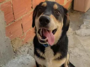 Cachorro raça SRD-ViraLata idade 7 a 11 meses nome Max