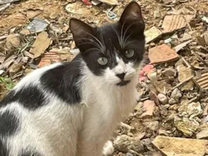 Gato raça Siamês idade 2 a 6 meses nome N tem, é da rua 