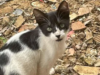 Gato raça Siamês idade 2 a 6 meses nome N tem, é da rua 