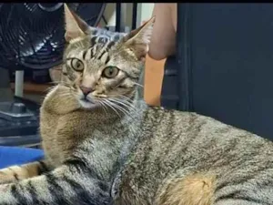 Gato raça SRD-ViraLata idade 2 anos nome Frankie 
