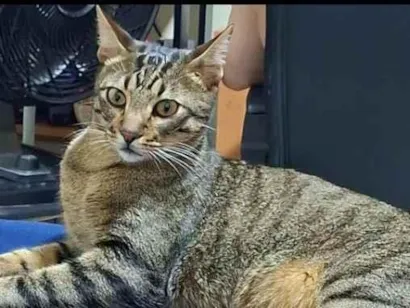 Gato raça SRD-ViraLata idade 2 anos nome Frankie 