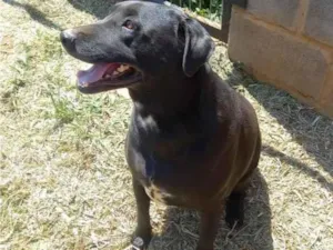 Cachorro raça SRD-ViraLata idade 6 ou mais anos nome Katrina