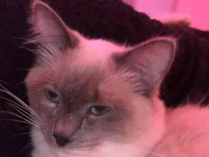 Gato raça Siamês idade 7 a 11 meses nome Lua