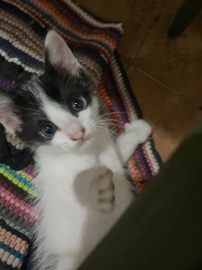 Gato raça SRD-ViraLata idade 2 a 6 meses nome Sem nomes