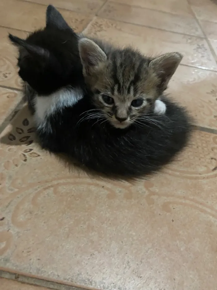 Gato raça SRD-ViraLata idade 2 a 6 meses nome Sem nomes