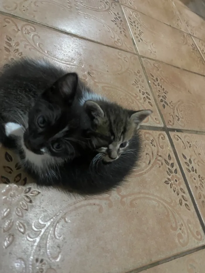 Gato raça SRD-ViraLata idade 2 a 6 meses nome Sem nomes