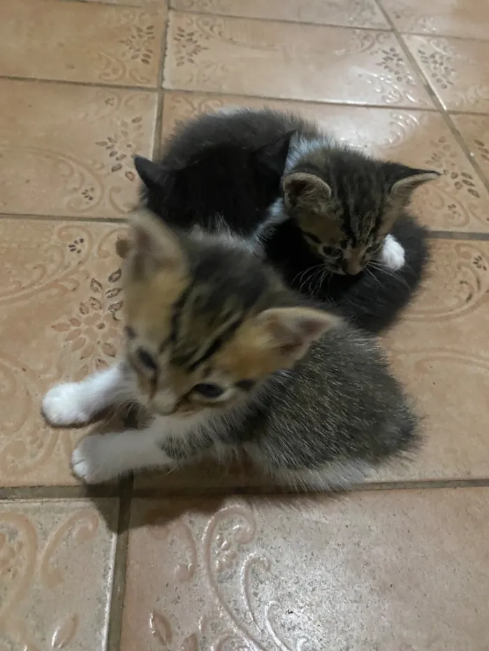 Gato raça SRD-ViraLata idade 2 a 6 meses nome Sem nomes