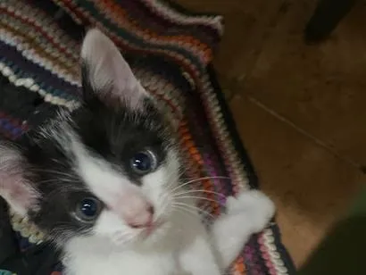Gato raça SRD-ViraLata idade 2 a 6 meses nome Sem nomes