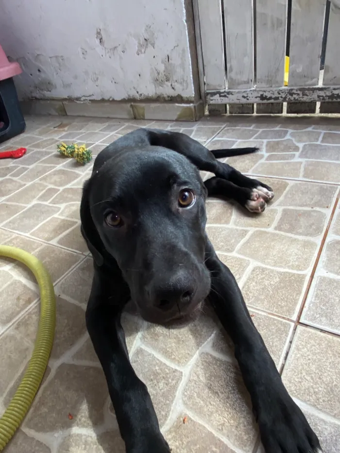 Cachorro raça Pit-Bull idade 2 a 6 meses nome Aslan