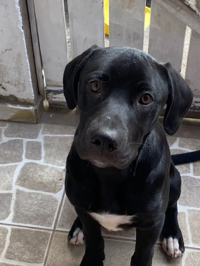 Cachorro raça Pit-Bull idade 2 a 6 meses nome Aslan