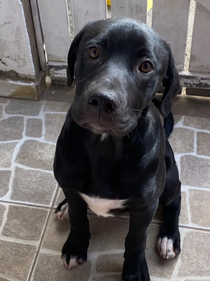 Cachorro raça Pit-Bull idade 2 a 6 meses nome Aslan