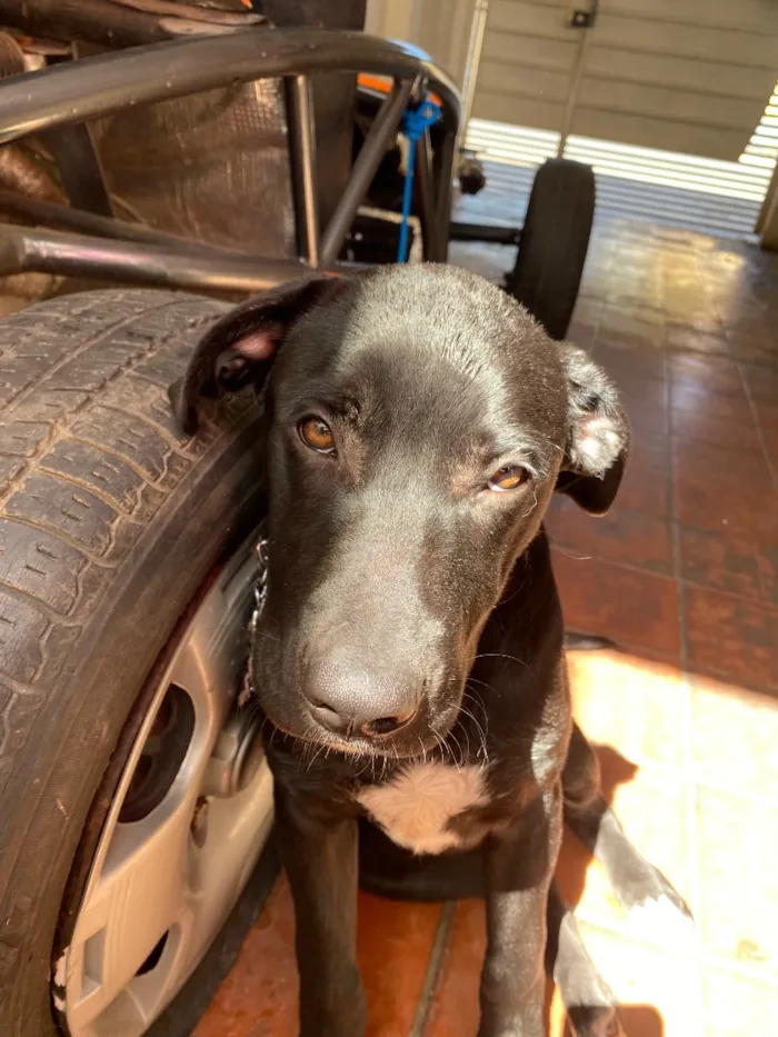 Cachorro raça Pit-Bull idade 2 a 6 meses nome Aslan