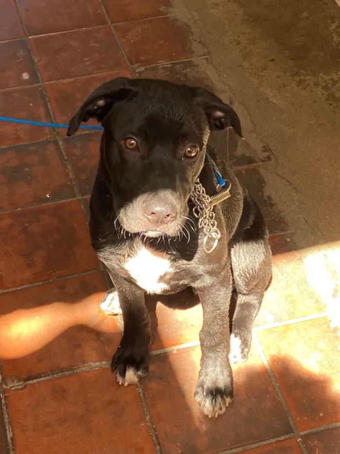 Cachorro raça Pit-Bull idade 2 a 6 meses nome Aslan