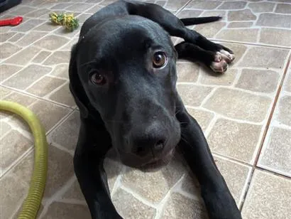 Cachorro raça Pit-Bull idade 2 a 6 meses nome Aslan