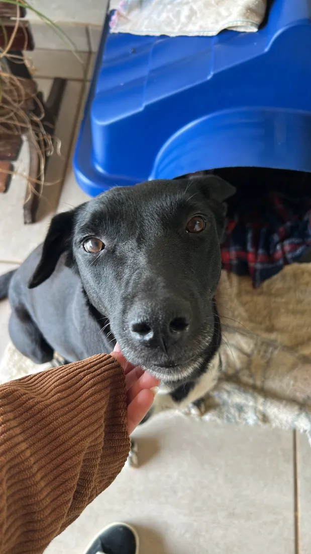 Cachorro raça SRD-ViraLata idade 3 anos nome Negona