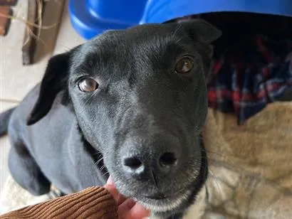 Cachorro raça SRD-ViraLata idade 3 anos nome Negona