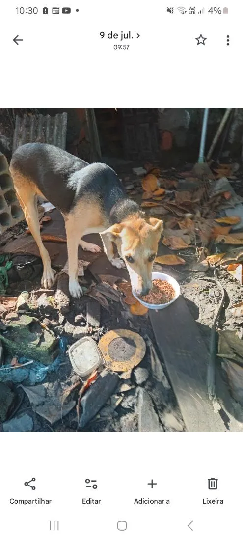 Cachorro raça SRD-ViraLata idade 2 anos nome nina