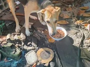 Cachorro raça SRD-ViraLata idade 2 anos nome nina