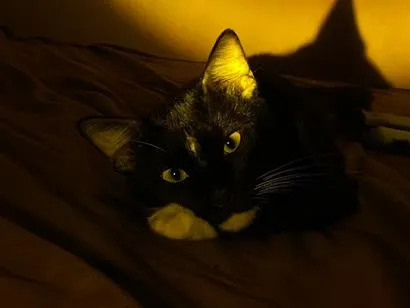 Gato raça SRD-ViraLata idade 1 ano nome Tom