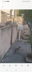 gatos