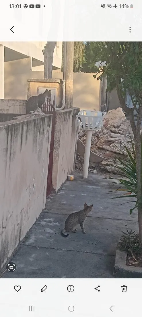 Gato raça SRD-ViraLata idade 7 a 11 meses nome gatos