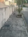 gatos