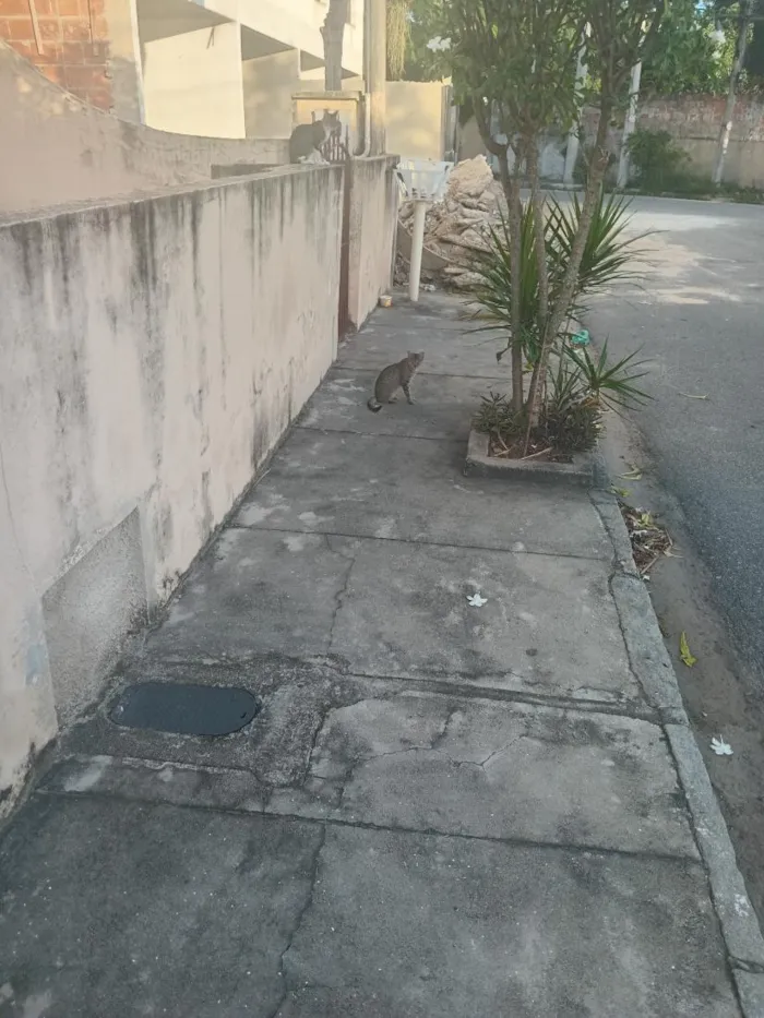 Gato raça SRD-ViraLata idade 7 a 11 meses nome gatos