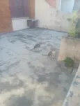 gatos