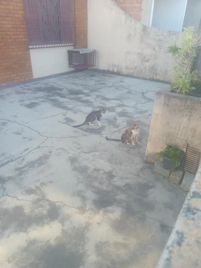 Gato raça SRD-ViraLata idade 7 a 11 meses nome gatos
