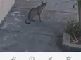 gatos