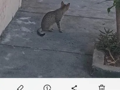 Gato raça SRD-ViraLata idade 7 a 11 meses nome gatos