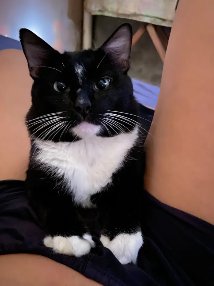 Gato raça SRD-ViraLata idade 1 ano nome Tom
